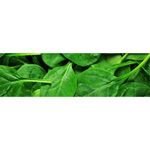 Nutritional Green Leafy Vegetable Impressive Nutritional Benefits And Versatile Culinary Uses In Wholesale Natural Organic Rich