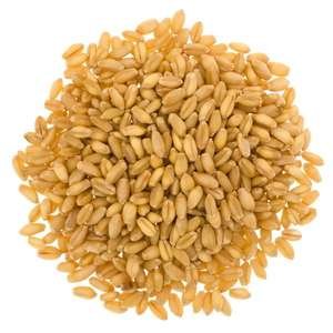 Wheat Grain in Bulk / Hight Quality Wheat, Whole Nutrition Grain for Export From USA