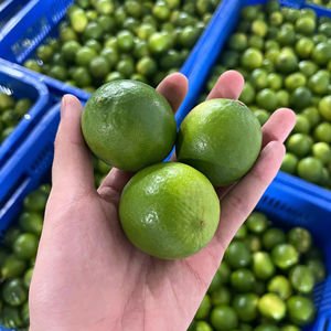 High Quality Organic Seedless Lemon Lime Natural Origin From Vietnam Fresh Cheap Price For Food And Drink