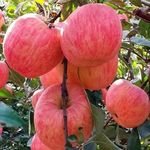 Wholesale Organic Fuji Red Apple Sweet Green Chinese Factory Fresh Gala Apple Best Price Per Ton