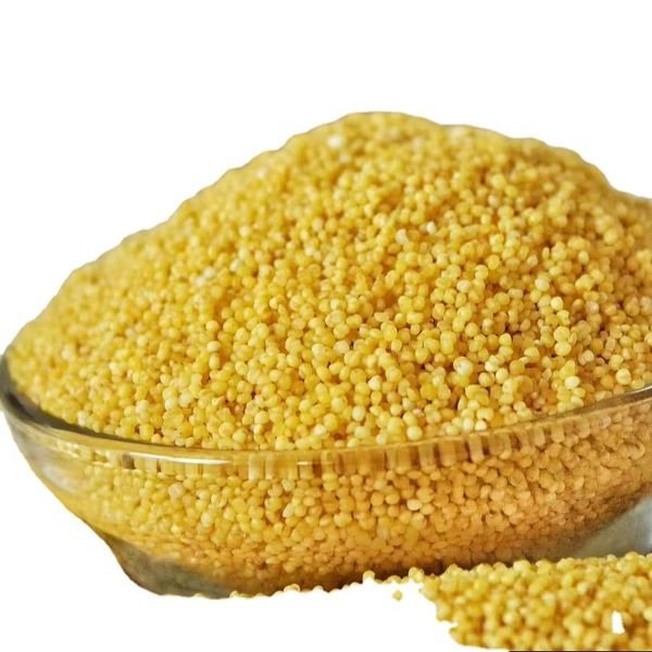 Wholesale High Quality Organic Yellow Millet Rice Is of Excellent Quality