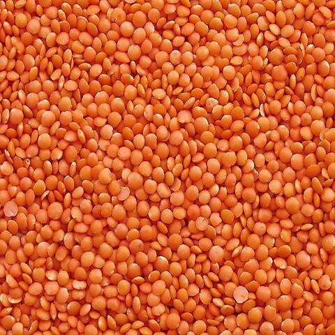 Organic Red Lentils Fresh and Dried Chana Dal Bulk-Packed Food Use Cultivated Sustainably