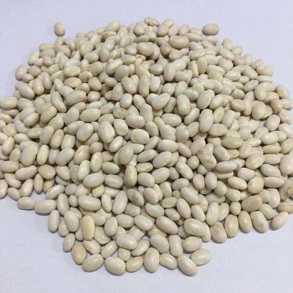 420-450 Grains/100g Beans White Kidney