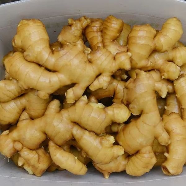 Clearance Natural Ecological Planting Stir-Fry Vegetables to Remove Fishy Fish Gluten-Free Ginger